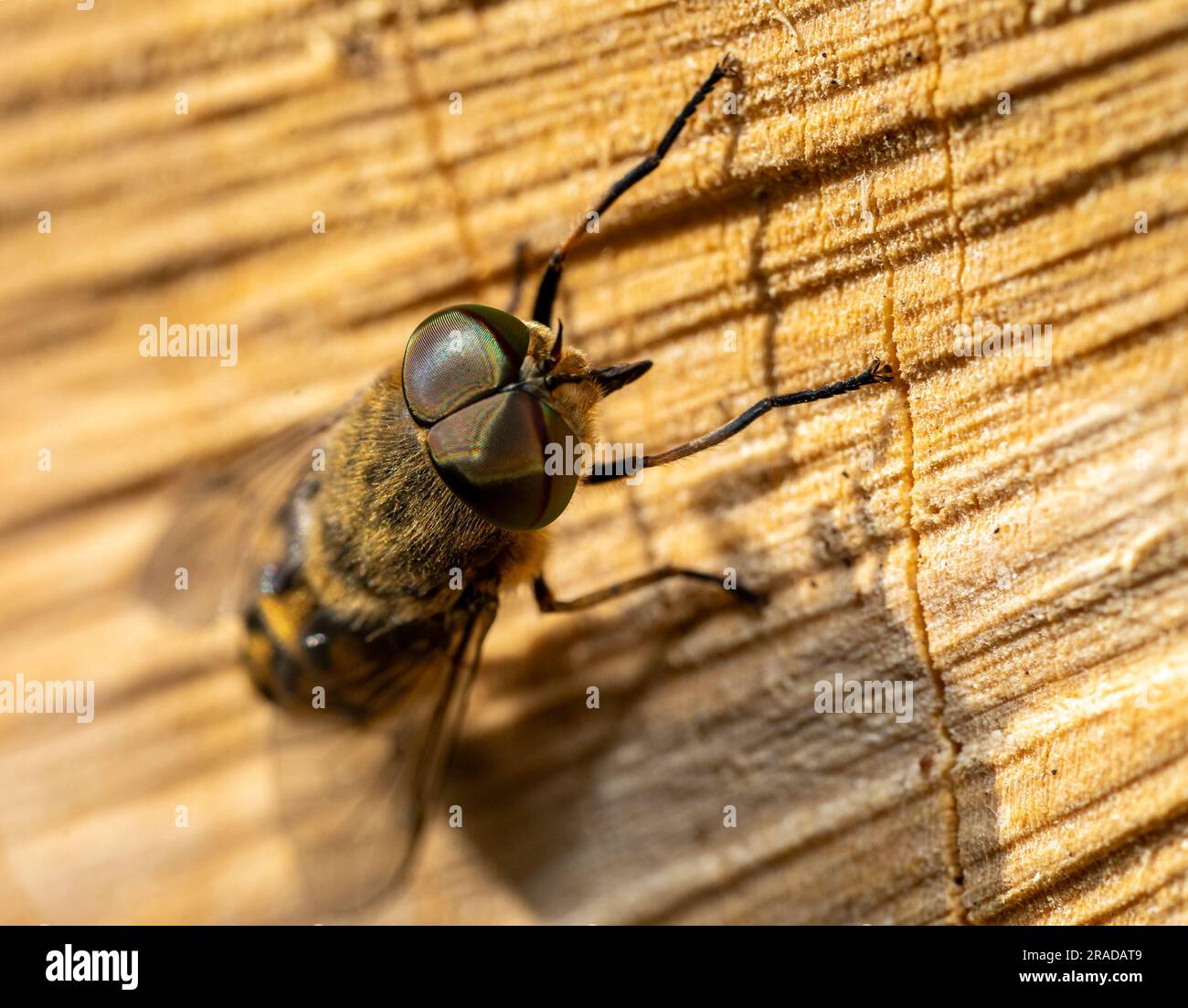 Nahaufnahme einer Tabanidae auf Holz Stockfoto