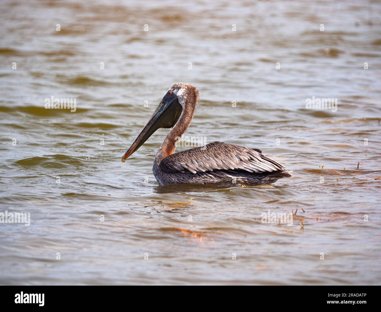 Brauner Pelikan, Pelecanus occidentalis, auf der Suche nach Fischen, mit einer Reflexion auf dem Wasser, Washington Slagbaai Nationalpark, Bonaire, Karibik. Stockfoto