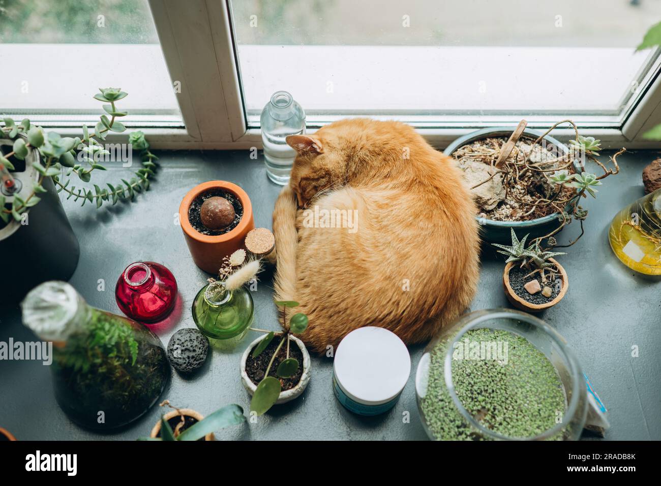 Eine rothaarige Ingwerkatze wird aufgerollt und schläft auf dem Fensterbrett mit Blumen Stockfoto