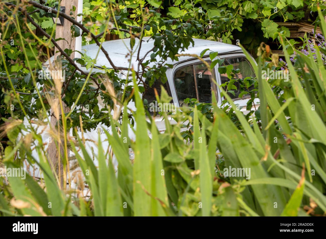 renault 4-Motorwagen im überwucherten Garten verlassen, verlassenes Auto im Ndergrowth, renault 4-Sammlerauto, renault-Oldtimer. Stockfoto