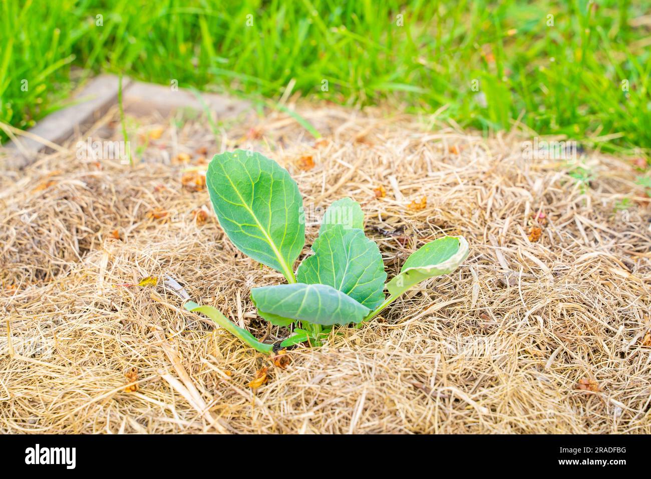 Der Boden um einen Weißkohlkeim ist mit einer Nahaufnahme von trockenem Grasmulch bedeckt Stockfoto