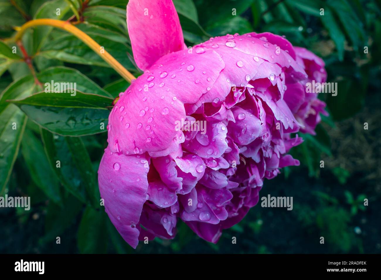 Große pinkfarbene Pfingstropfen nach Regen im Wasser nähern sich Stockfoto