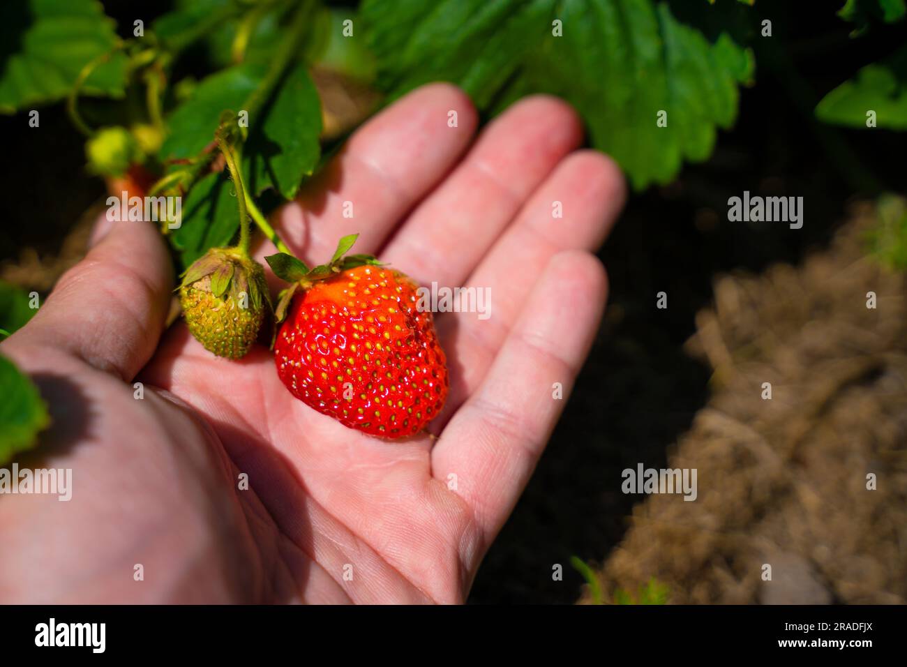 Eine Hand berührt eine saftige rote reife Erdbeere auf einer Plantage aus nächster Nähe. Erdbeeren ernten Stockfoto