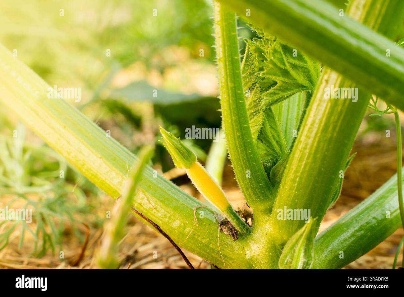 Junger gelber Kürbis wächst aus nächster Nähe. Zucchini wachsen im Garten Stockfoto