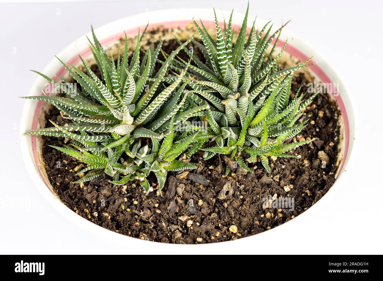 Haworthia attenuata oder Zebra, isoliert auf weißem Hintergrund. Stockfoto