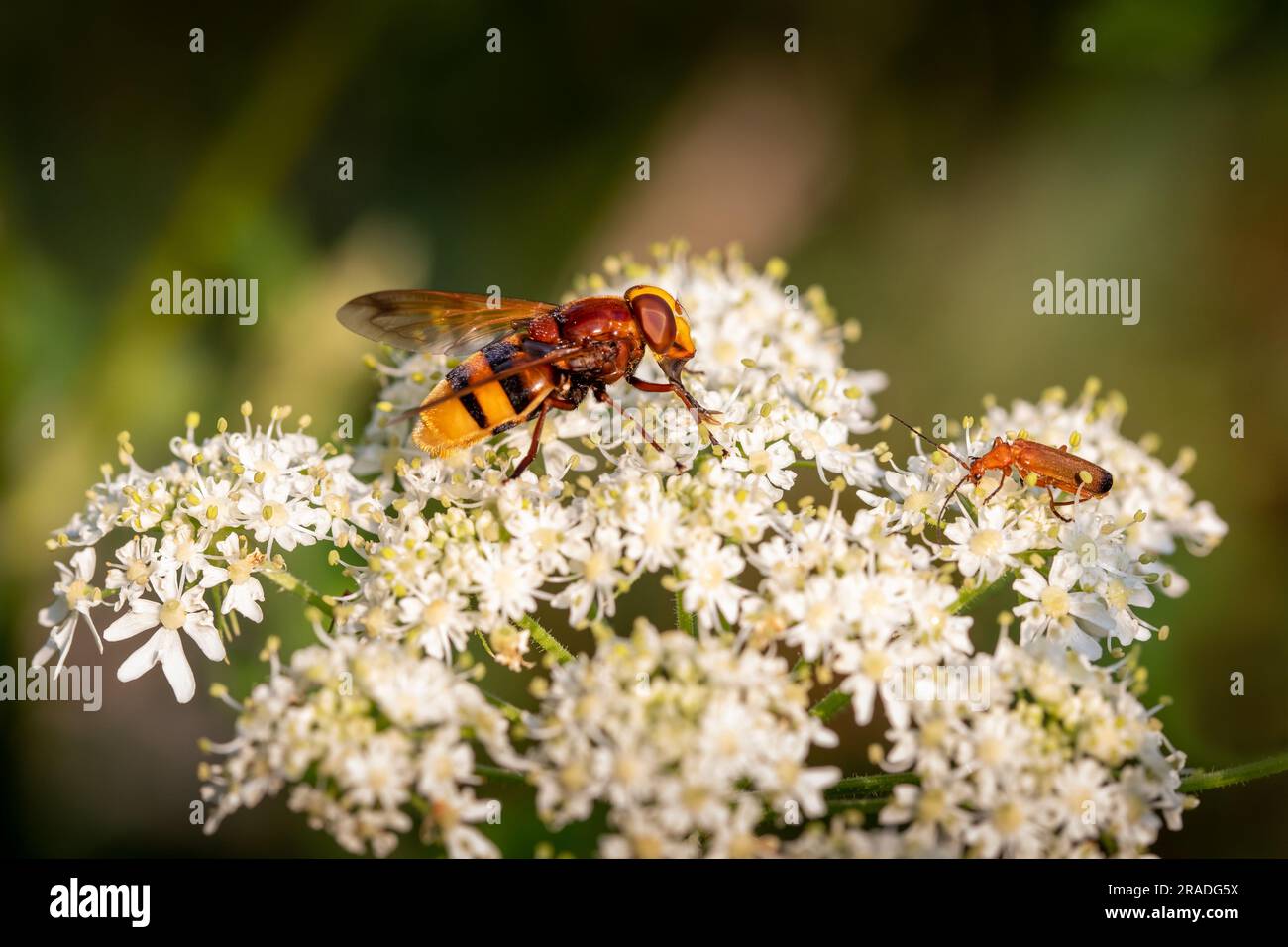 Eine Hornet-Mimik-Schwebfliege und ein gewöhnlicher roter Soldatenkäfer auf einer weißen Blume Stockfoto