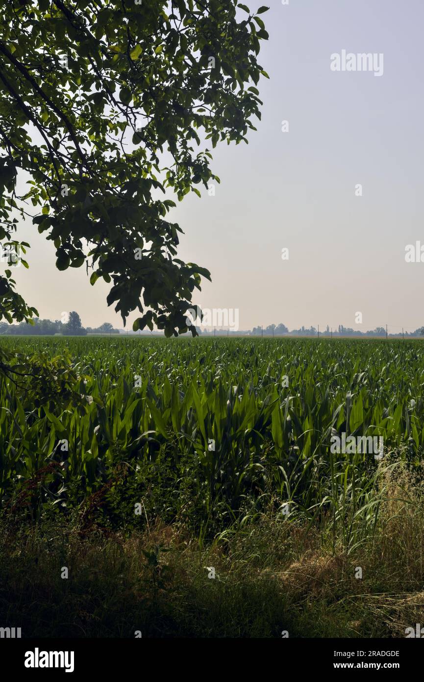 Maisfeld, das sich bis zum Horizont erstreckt, und Baumzweige an einem klaren Himmel, der es umrahmt Stockfoto