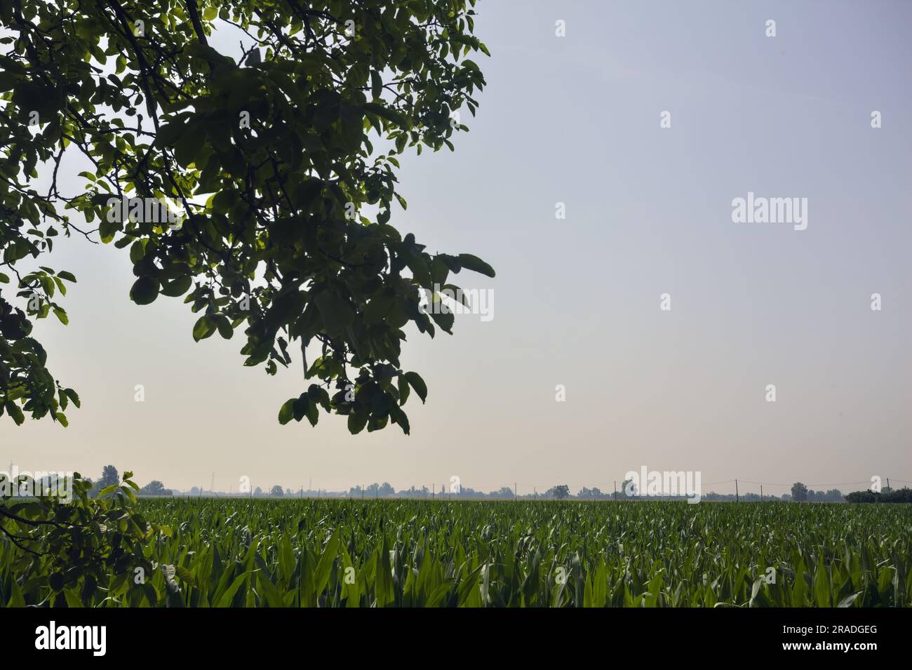 Maisfeld, das sich bis zum Horizont erstreckt, und Baumzweige an einem klaren Himmel, der es umrahmt Stockfoto