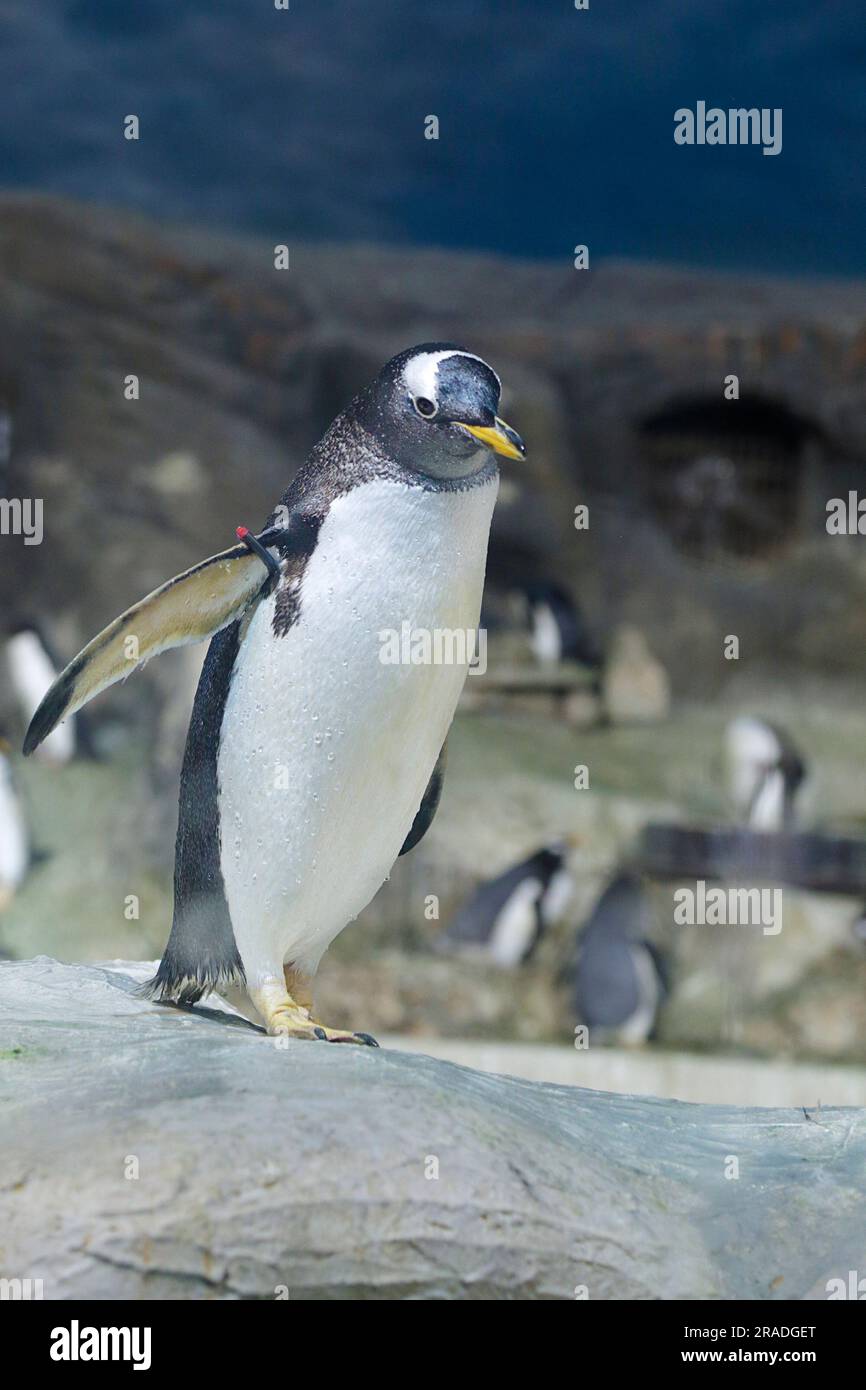 Gentoo-Pinguin (pygoscelis papuea) Stockfoto