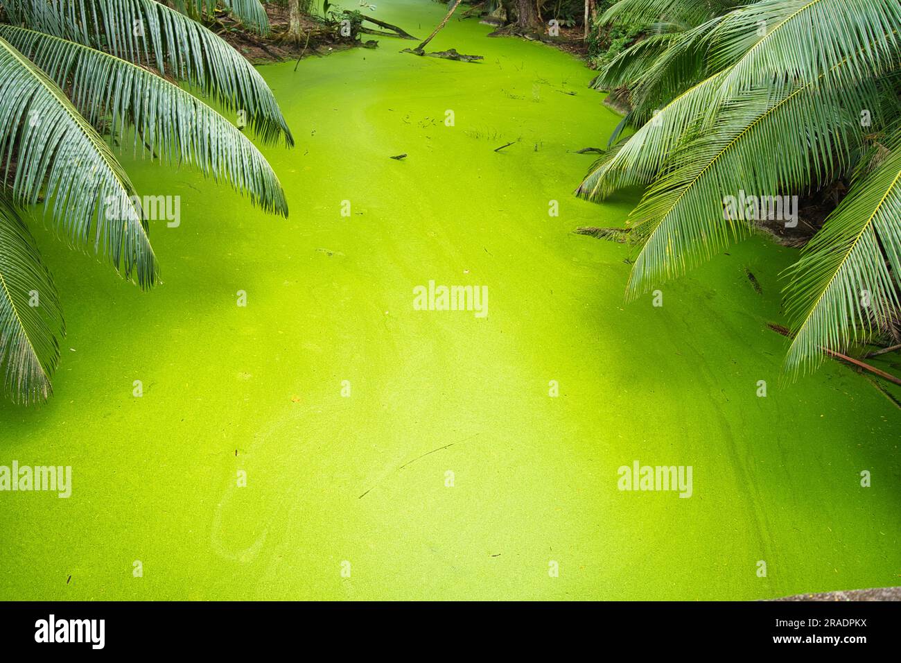 Grüne Algen und verschmutztes Feuchtgebiet nahe dem Ufer von anse intendance zwischen Palmen, Mahe Seychellen Stockfoto