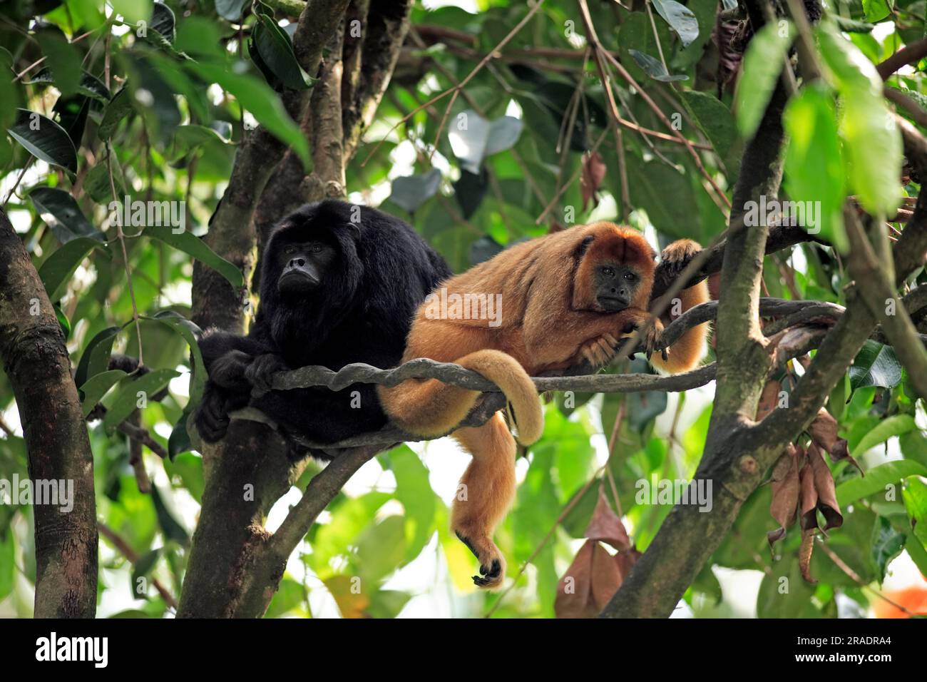 Schwarzer Brüllaffe (Alouatta caraya), Erwachsener, Weiblich, Männlich, Paar, Auf dem Baum, ruhender schwarzer Howler-Affe, Südamerika schwarzer Howler-Affe, Südamerika Stockfoto