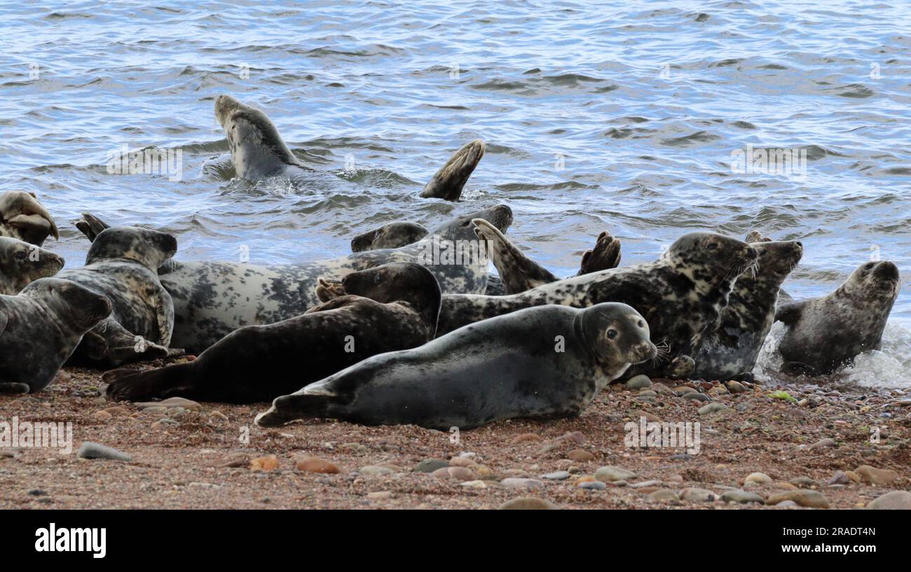 Robben und Welpen am Kieselstrand Stockfoto