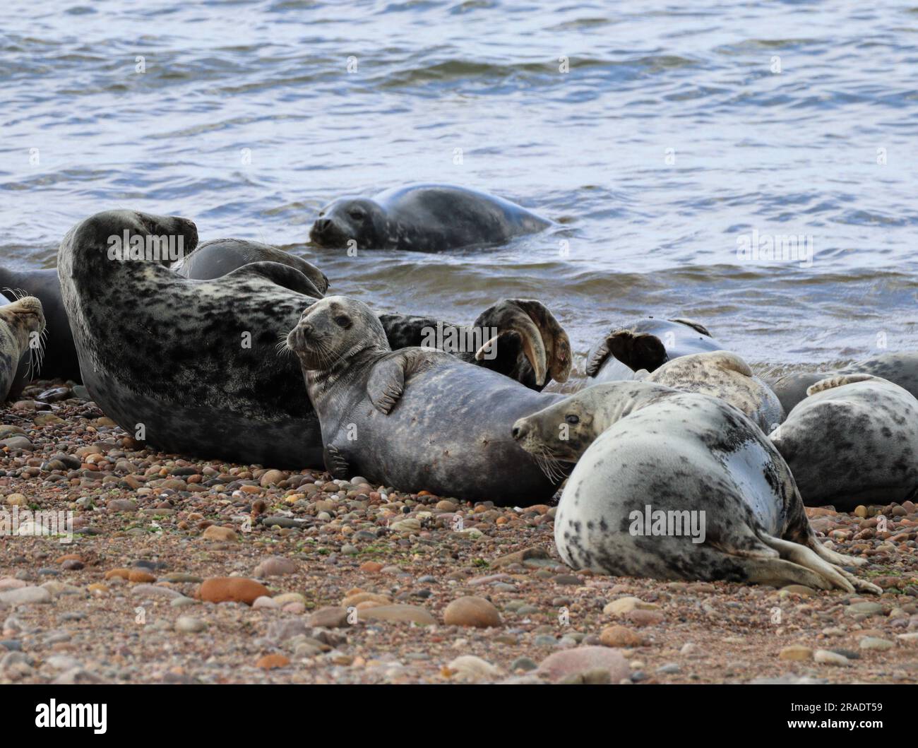 Robben und Welpen am Kieselstrand Stockfoto