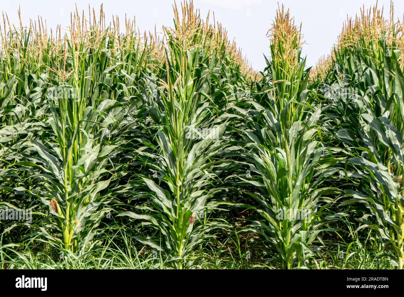 Ackerland mit blühendem Mais. Grüne Stämme, junge Maiskolben. Israel Stockfoto