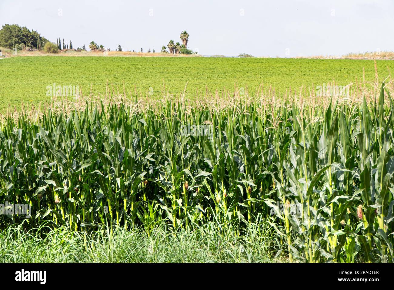 Ackerland mit blühendem Mais. Grüne Stämme, junge Maiskolben. Israel Stockfoto