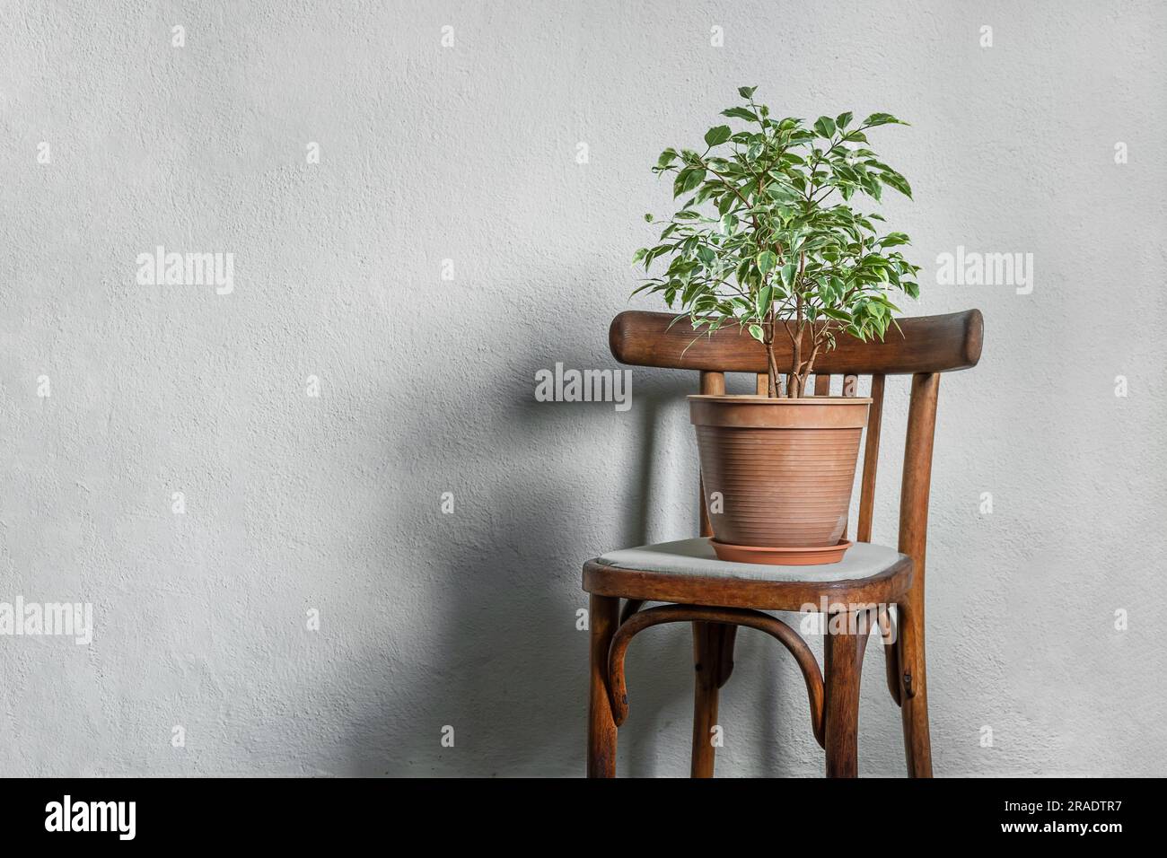 Ficus pflanzt in einem Blumentopf auf einem rustikalen Stuhl in einem hellen, leeren Raum, minimalistischer und skandinavischer Stil mit Kopierbereich Stockfoto