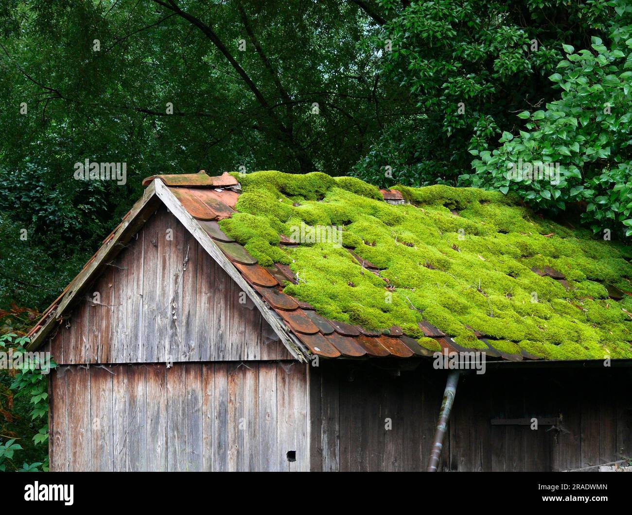 Gefliestes Dach mit Moos auf einer alten Holzhütte Stockfoto
