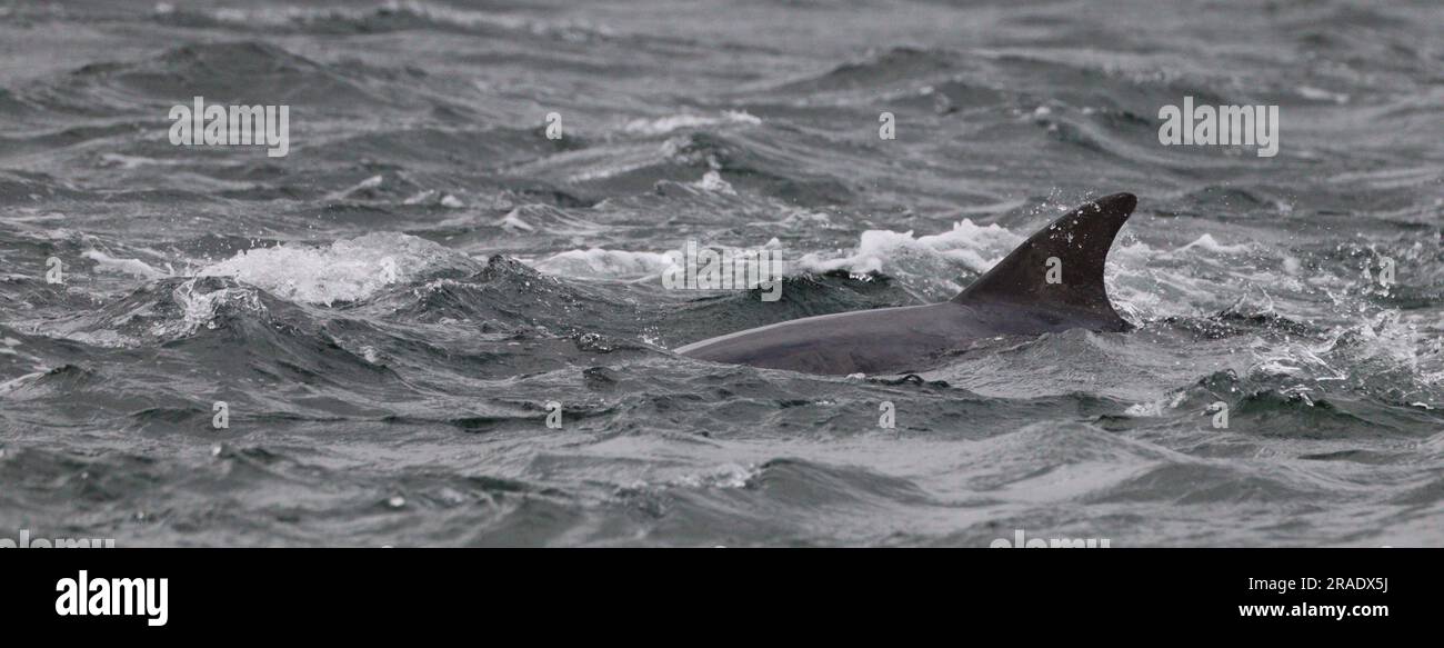 Delfine in Chanonry Point, Schottland Stockfoto