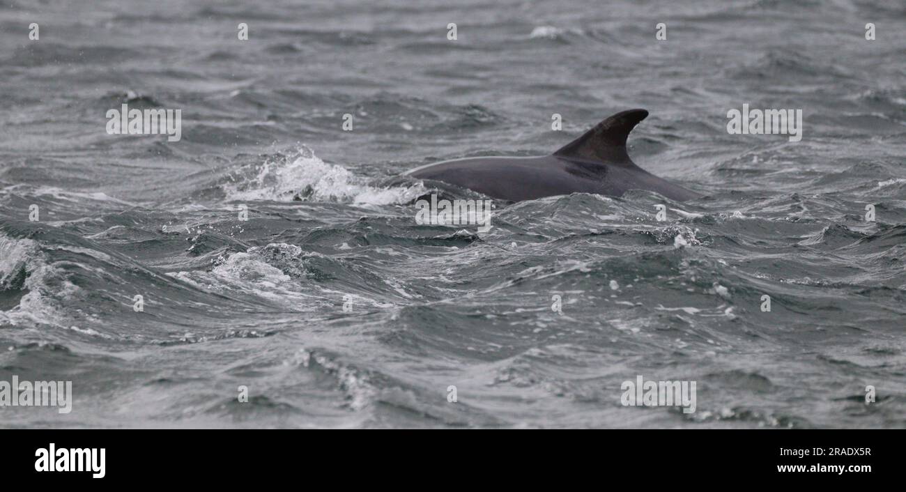 Delfine in Chanonry Point, Schottland Stockfoto