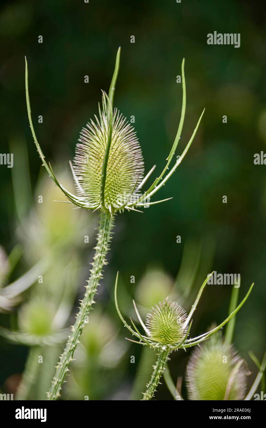 Wilde Kardone (Dipsacus fullonum L.) (SYN.: Dipsacus sylvestris Huds.) Stockfoto