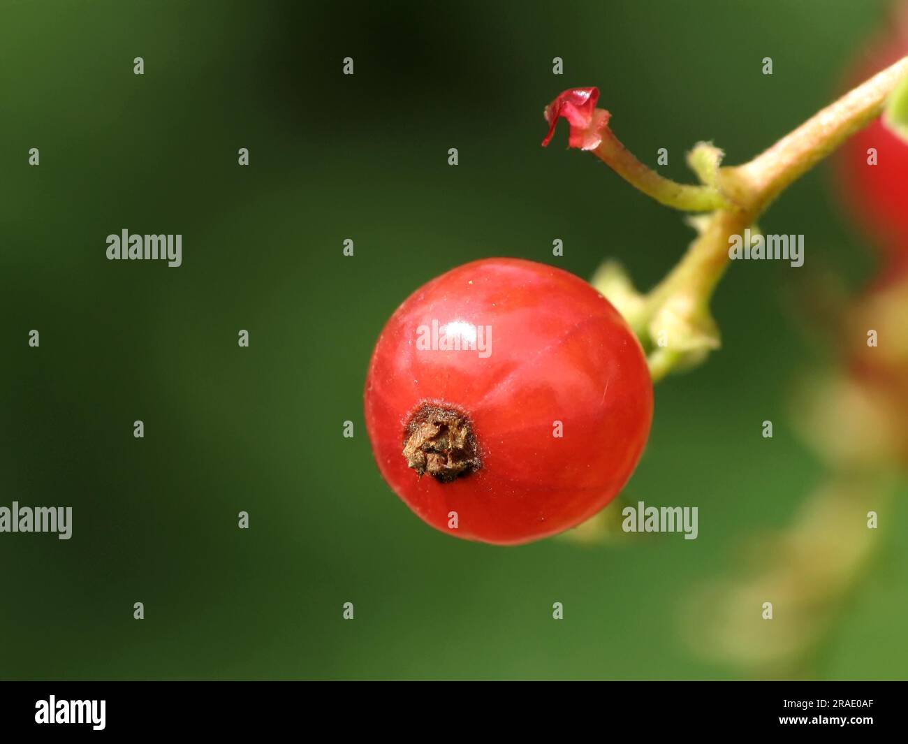 Rote Johannisbeere - Ribes rubrum, Grossulariaceae, Ribes Stockfoto