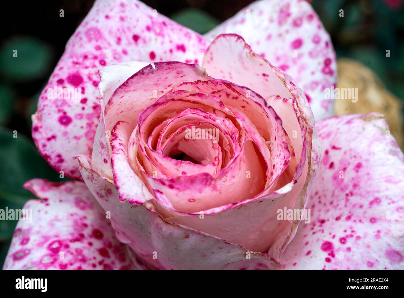 Gen Vaidya Rose Flower Government Rose Garden Centenary Rose Park in Vijayanagaram in Ooty Udhagamandalam, Nilgiris, Tamil Nadu, Südindien, Indien Stockfoto