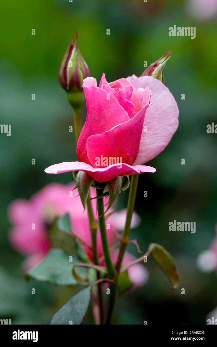 Melina Rose Flower Government Rose Garden Centenary Rose Park in Vijayanagaram in Ooty Udhagamandalam, Nilgiris, Tamil Nadu, Südindien, Indien, Asien Stockfoto