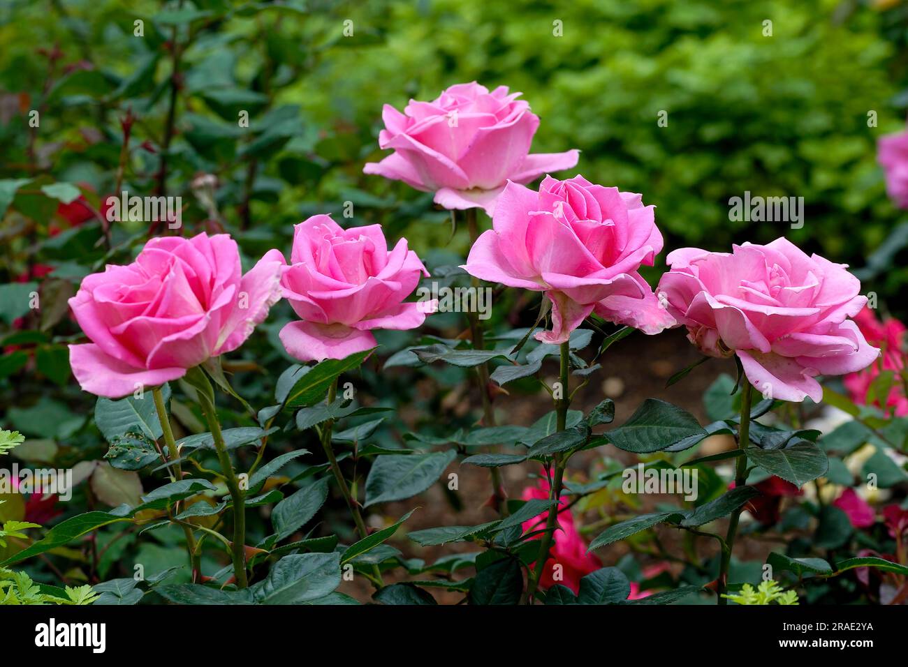 Rose Flowers Government Rose Garden Centenary Rose Park in Vijayanagaram in Ooty Udhagamandalam, Nilgiris, Tamil Nadu, Südindien, Indien, Asien Stockfoto