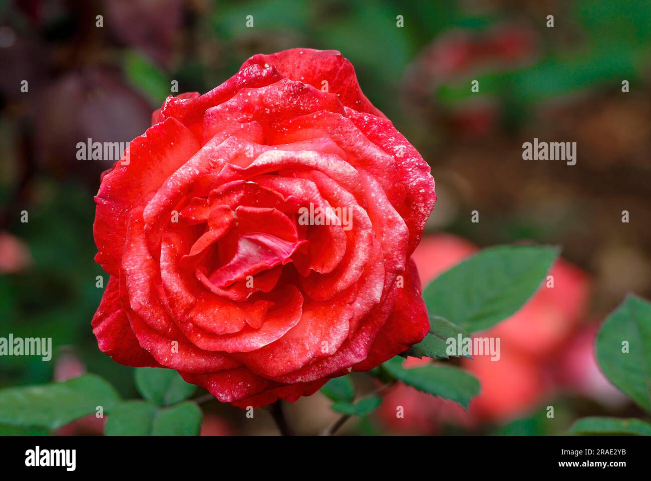 Satelitenrosenblüte Government Rose Garden Centenary Rose Park in Vijayanagaram in Ooty Udhagamandalam, Nilgiris, Tamil Nadu, Südindien, Indien Stockfoto