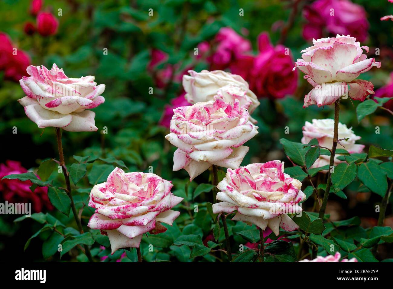Malak Rose Flowers Government Rose Garden Centenary Rose Park in Vijayanagaram in Ooty Udhagamandalam, Nilgiris, Tamil Nadu, Südindien, Indien, Asien Stockfoto