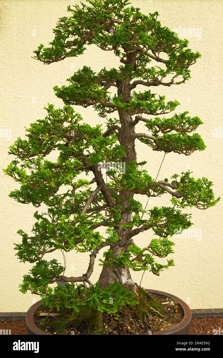 Bonsai, Hinoki Falsche Zypresse, Kanada, Quebec, Montreal, Botanischer Garten, Japanischer Garten, Stockfoto