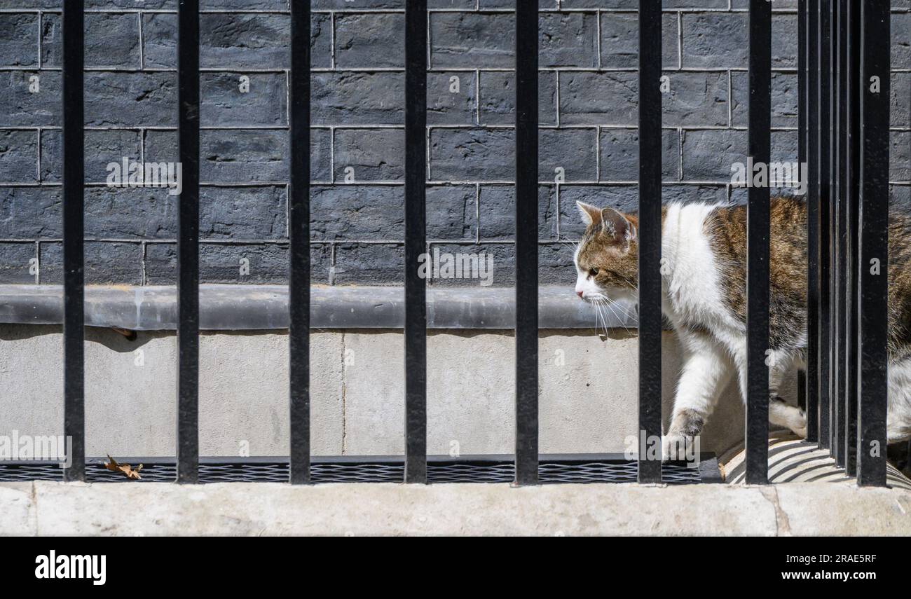 Larry der Kater - Chefmouser im Kabinettsbüro seit 2011 - nähert sich seinem Lieblings-sopt, dem Lüftungsschlitz links von der berühmten Tür. Downing S Stockfoto