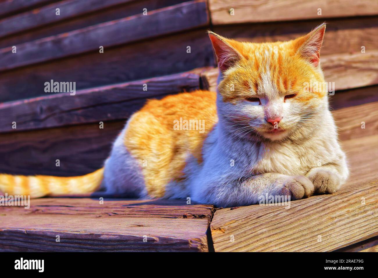 Begeben Sie sich auf eine visuelle Reise, während verschiedene Katzen verschiedene Outdoor-Umgebungen erkunden, beleuchtet durch das bezaubernde natürliche Licht. Entdecken Sie Katzenschmuck Stockfoto