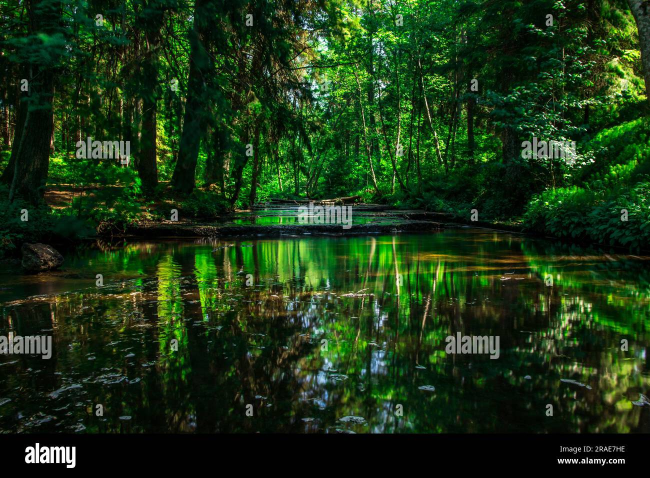 Sommerlandschaft mit überflutetem grünem Wald. Hochwertiges Foto Stockfoto