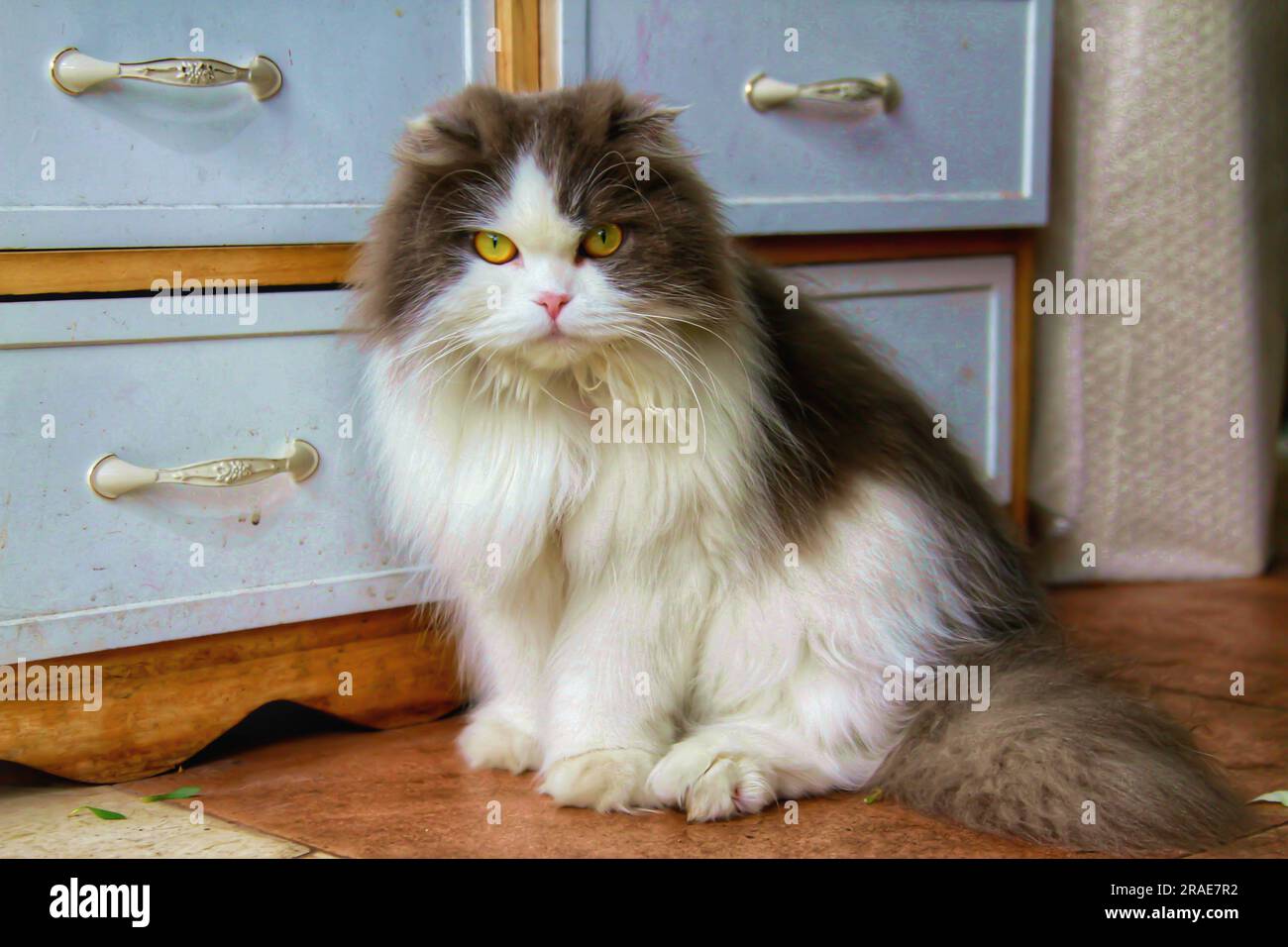 Begeben Sie sich auf eine visuelle Reise, während verschiedene Katzen verschiedene Outdoor-Umgebungen erkunden, beleuchtet durch das bezaubernde natürliche Licht. Entdecken Sie Katzenschmuck Stockfoto