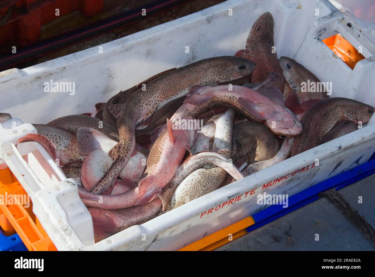 Katzenhai mit kleinem Fleck, Hafen Haliguen, Penisula Quiberon, Cote Sauvage, Morbihan, Bretagne, Frankreich (Scyliorhinus caniculus), Lesser Fleckhai Stockfoto