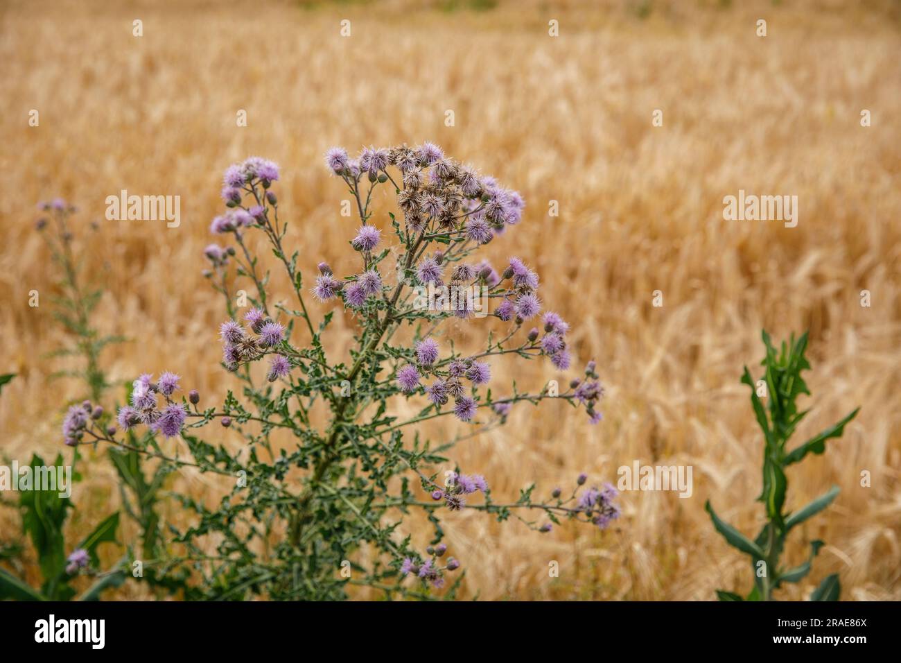 Felddistel (Cirsium arvense), Köln, Deutschland. Acker-Kratzdistel (Cirsium arvense), Köln, Deutschland. Stockfoto