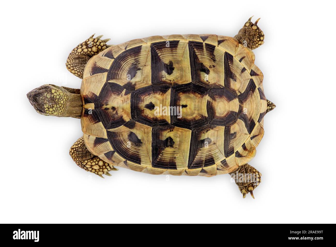 Schildkröte isoliert auf weißem Hintergrund. Beschneidungspfad Stockfoto