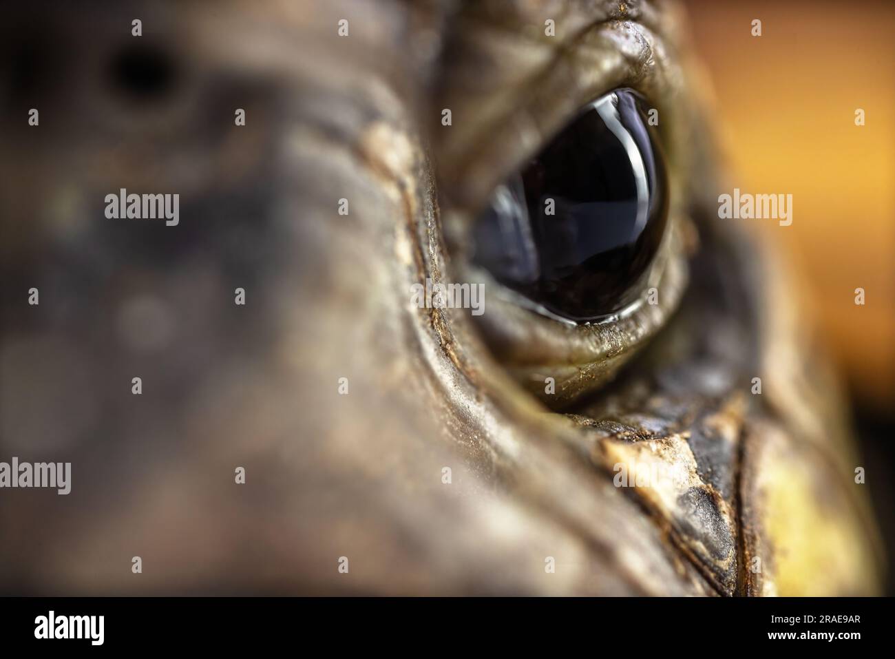 Nahaufnahme eines Schildkrötenauges Stockfoto