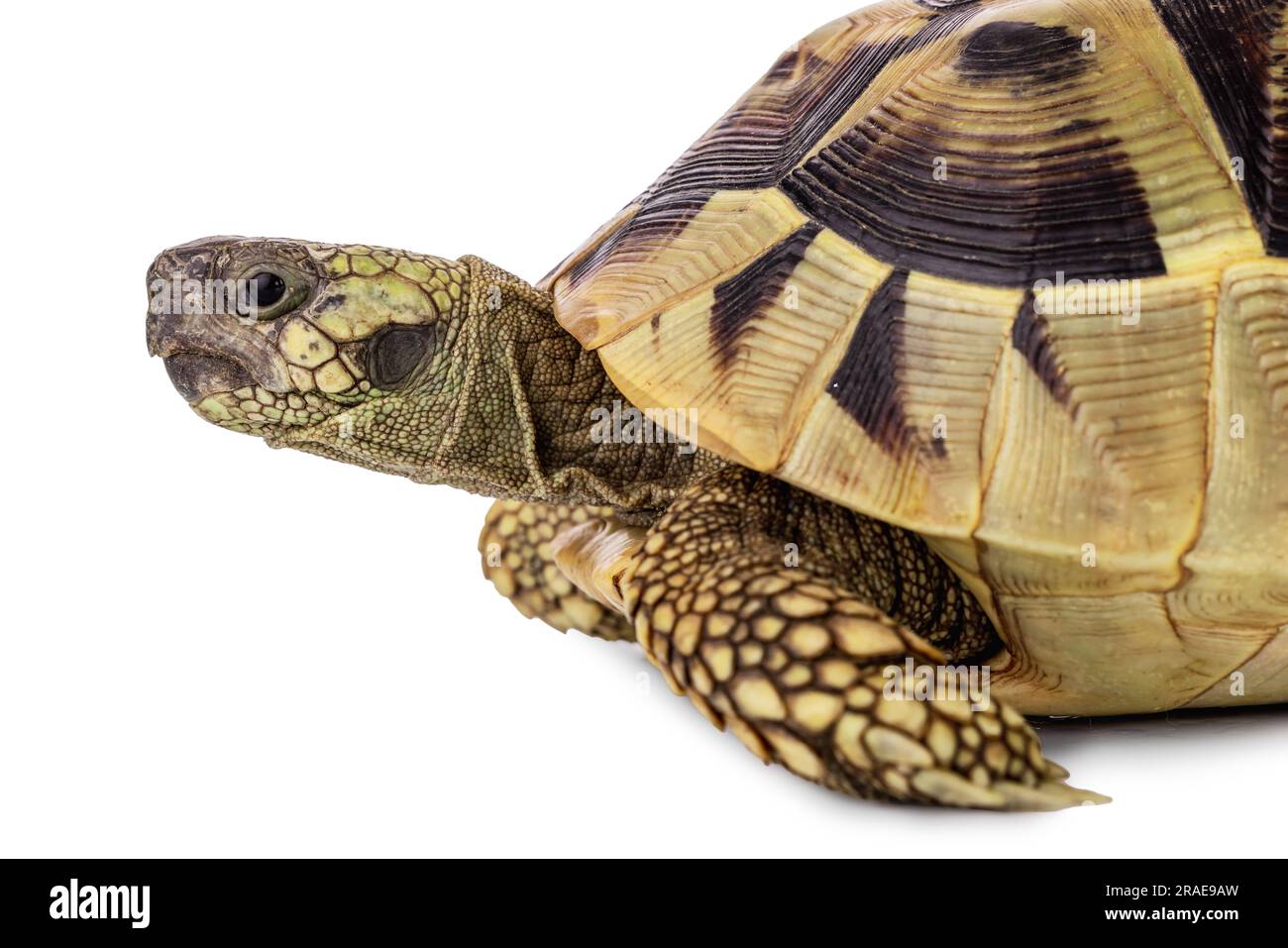Turtle isoliert auf weißem Hintergrund Stockfoto