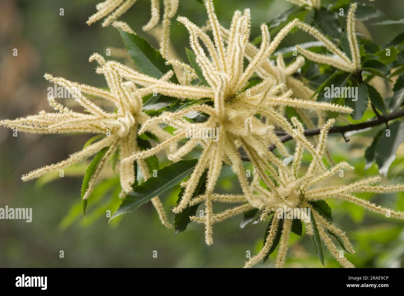 Süße Kastanie (Castanea sativa), Frankreich Stockfoto