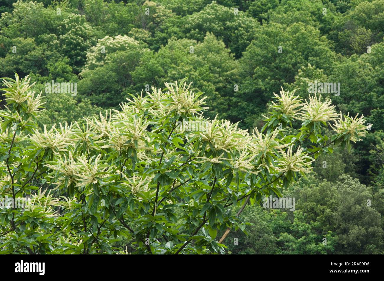 Süße Kastanie (Castanea sativa), Frankreich Stockfoto