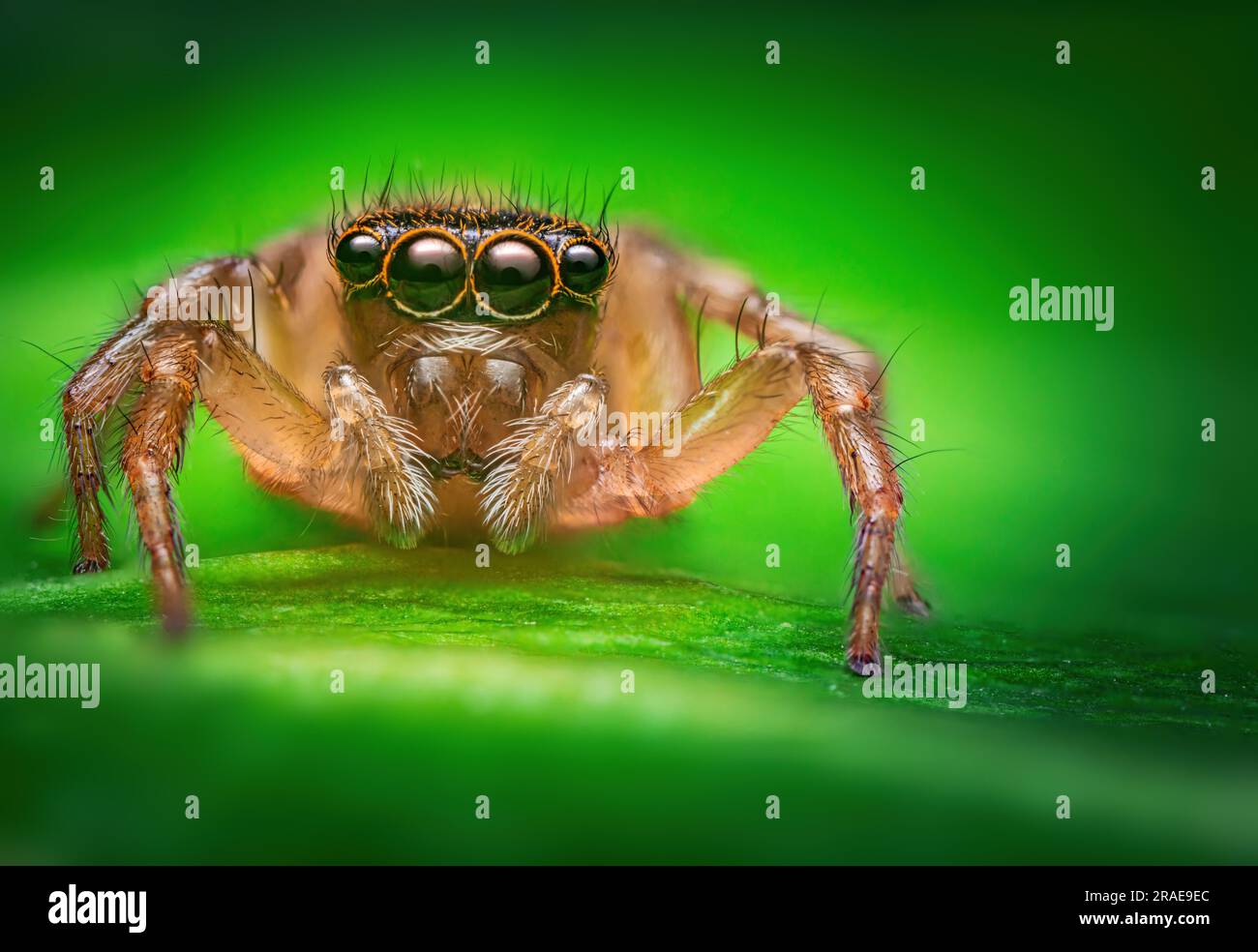 Makro-Nahaufnahme einer springenden Spinne auf einem grünen Blatt Stockfoto