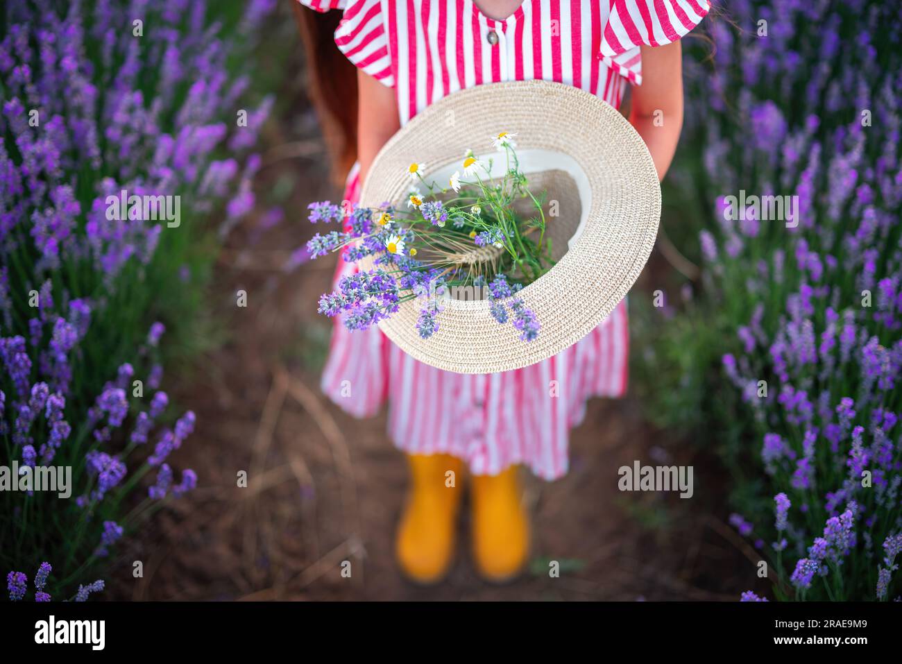 Blühendes Lavendelfeld und wunderschöne Frau mit Kleid und Blumenstrauß im Hut Stockfoto