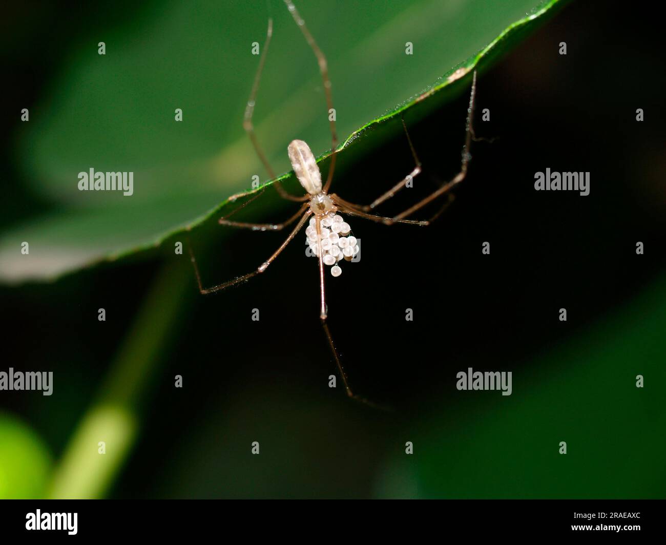 Zitternde Spinne mit langbeinigen Kellerspinnen (Pholcus phalangioides), kellerförmige zitternde Spinne Stockfoto