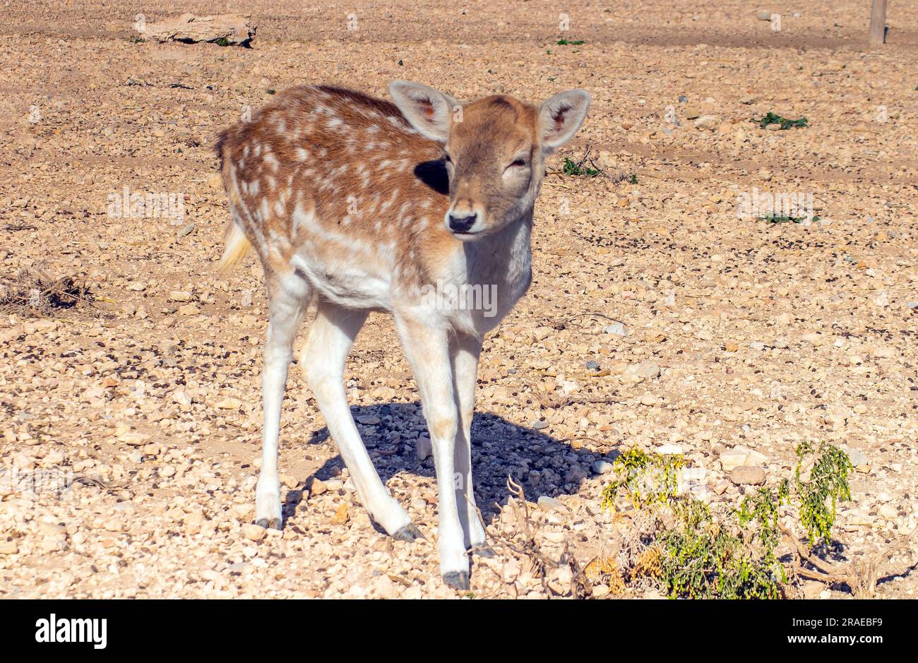 Rotwild: Wildtiere in der Natur Stockfoto