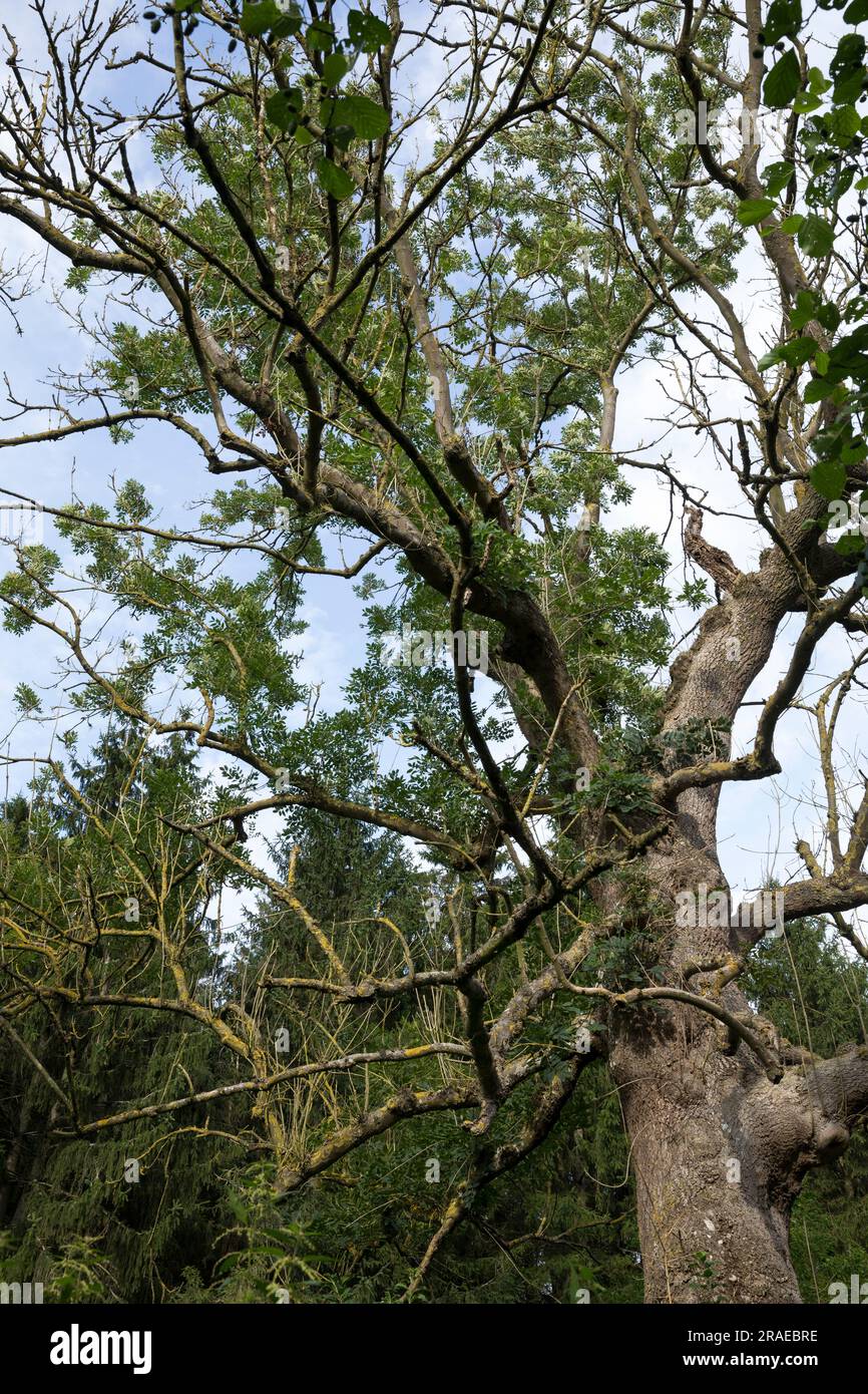 Eschentriebsterben, Eschentrieb-Sterben, Eschensterben, Eschenwelke, Baumkrankheit, Baumsterben, Kronenverlust durch den aus Ostasien eingeschleppten Stockfoto