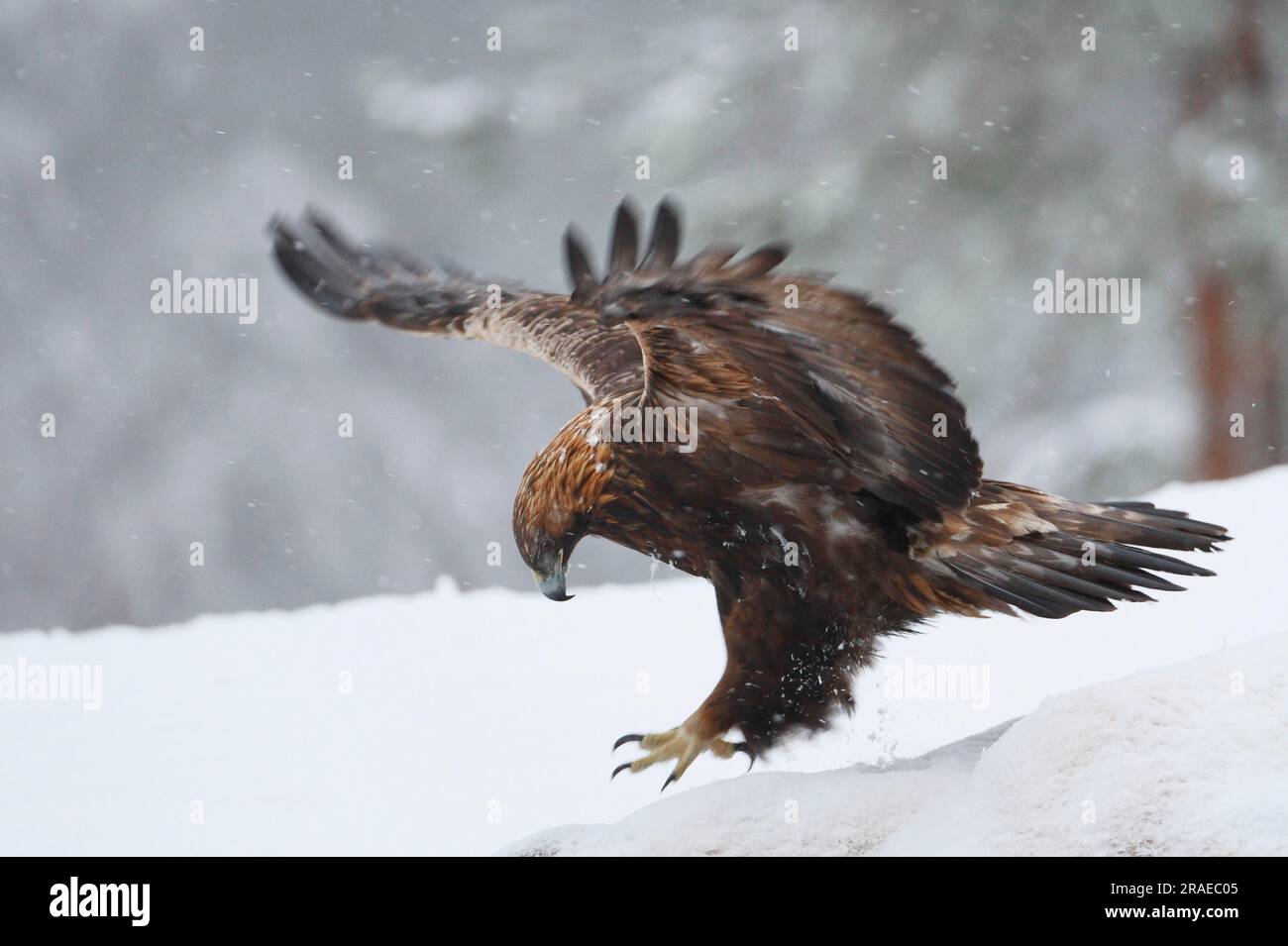 Goldener Adler (Aquila chrysaetos), Oulanka-Nationalpark, Schneefall, Finnland Stockfoto