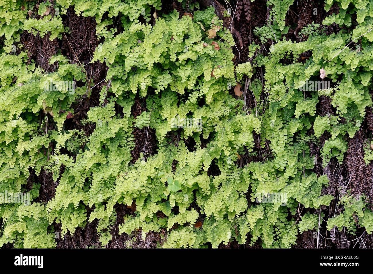 Frauenhaar-Farn, Echter Frauenhaar-Farn, Frauenhaarfarn, Venus-Haar, Venushaar, Venushaar-Farn, gewöhnlicher Frauenhaarfarn, Venushaarfarn, Adiantum C. Stockfoto