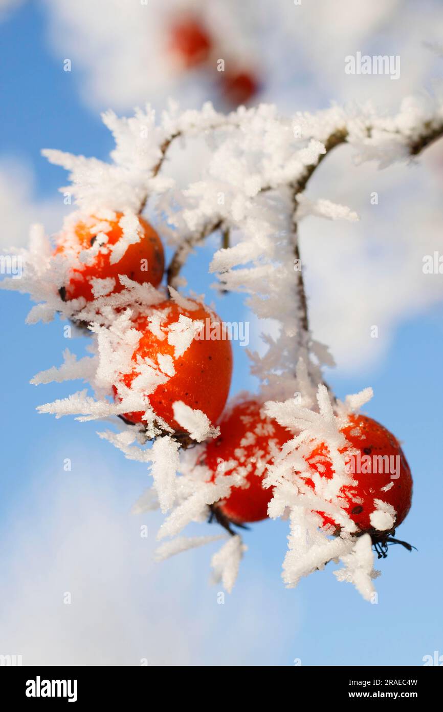 Lavalle Hawthorn, Heifrostbeeren (Crataegus lavallei) Stockfoto